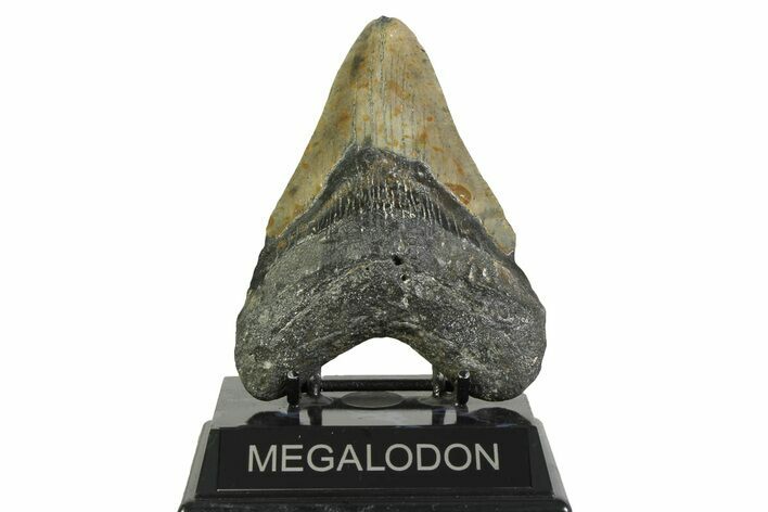 Fossil Megalodon Tooth - North Carolina #356700